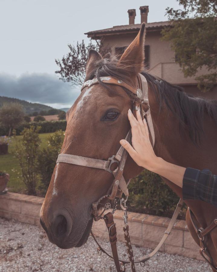 Agriturismo Querceto Mocaiana ภายนอก รูปภาพ